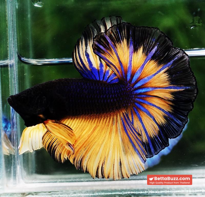 Betta fish OHM Black Pumpkin Butterfly Sky Hawk - Image 7