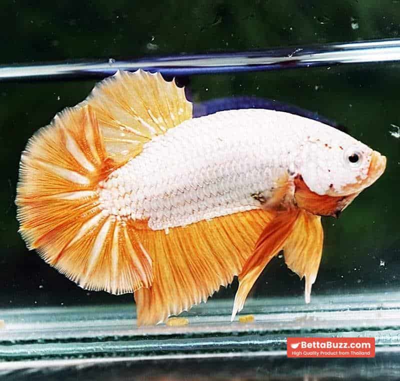 Betta fish HMPK Yellow Dragon - Image 4