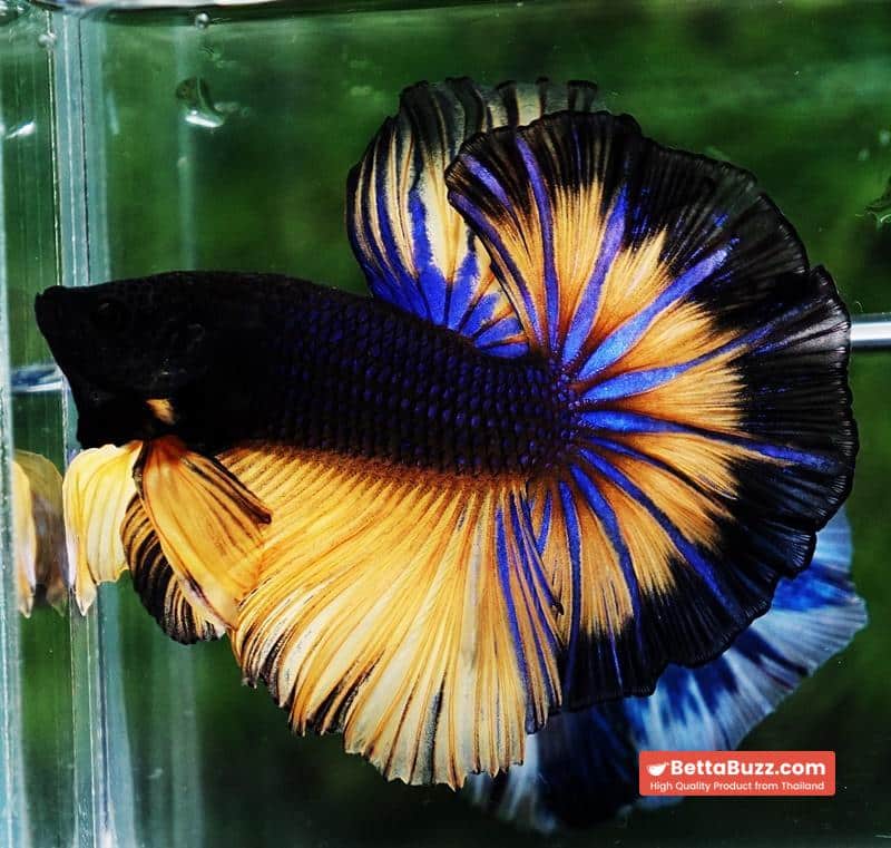 Betta fish OHM Black Pumpkin Butterfly Sky Hawk - Image 2