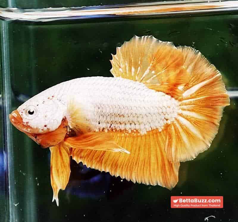 Betta fish HMPK Yellow Dragon - Image 3