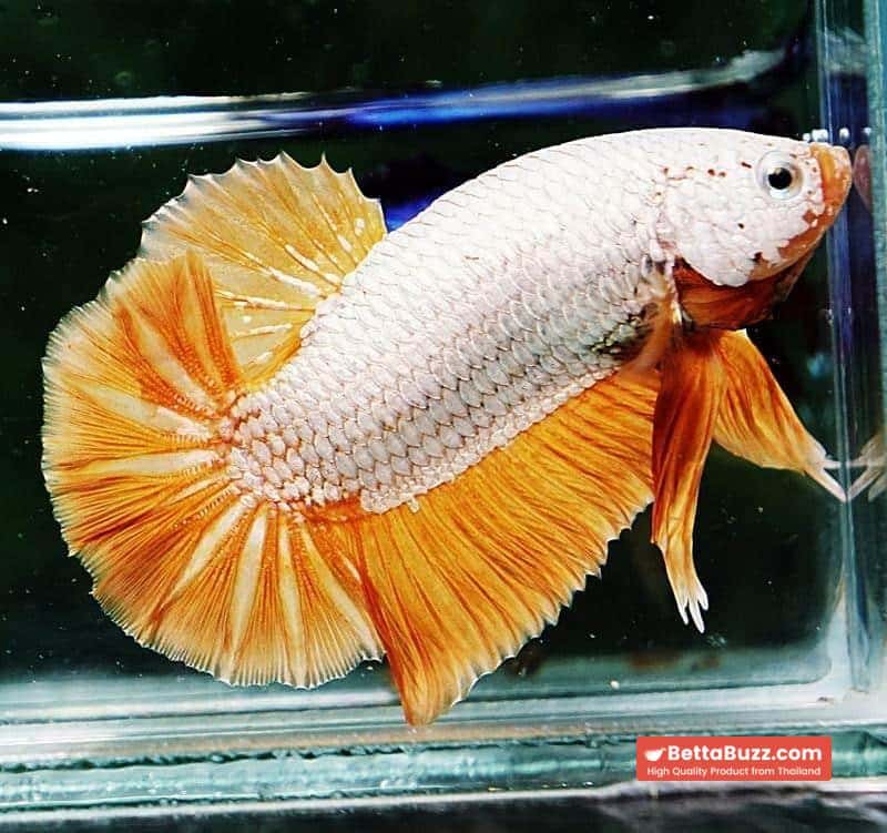 Betta fish HMPK Yellow Dragon - Image 2