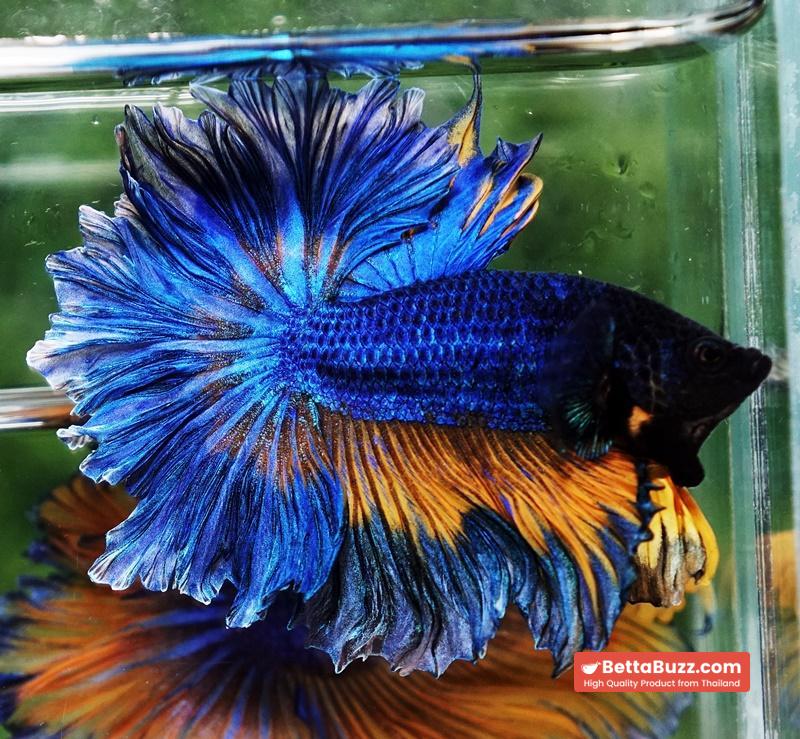 Betta fish OHM Blue Mustard Gas Sky Hawk Feather tail - Image 2