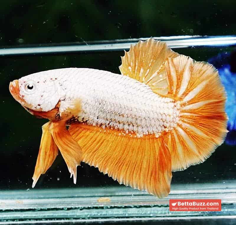 Betta fish HMPK Yellow Dragon - Image 5