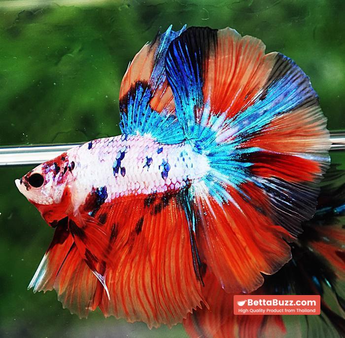 Betta fish OHM Emerald Candy Nemo Rosetail - Image 6
