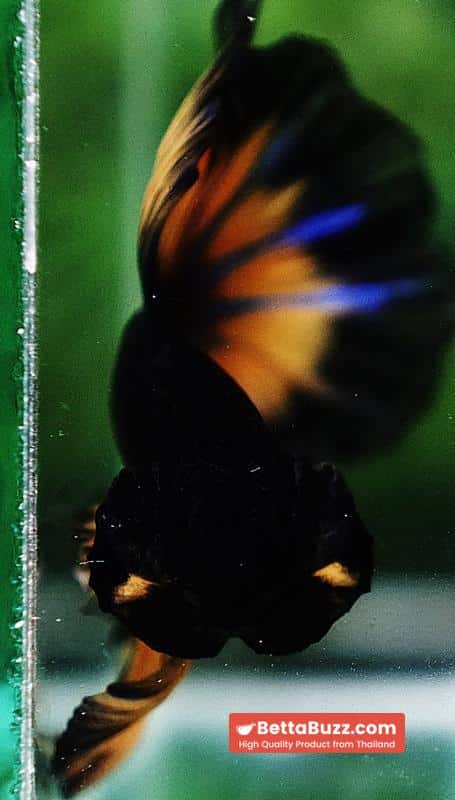 Betta fish OHM Black Pumpkin Butterfly Sky Hawk - Image 8