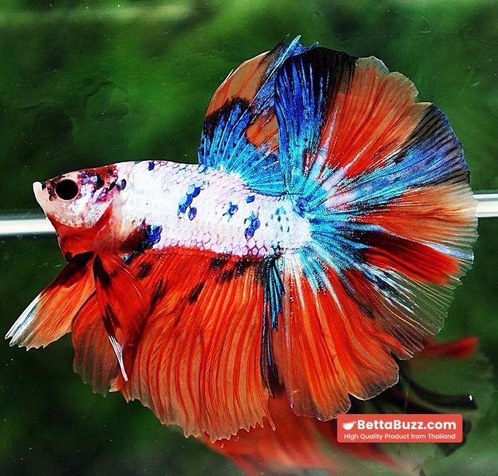 Betta fish OHM Emerald Candy Nemo Rosetail - Image 2