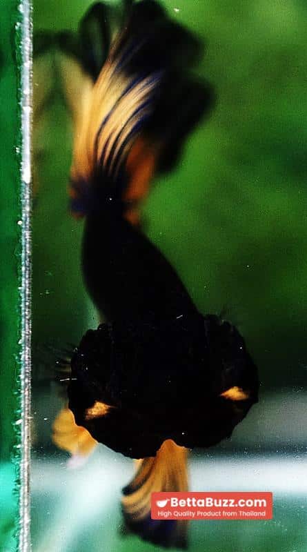 Betta fish OHM Black Pumpkin Butterfly Sky Hawk - Image 9
