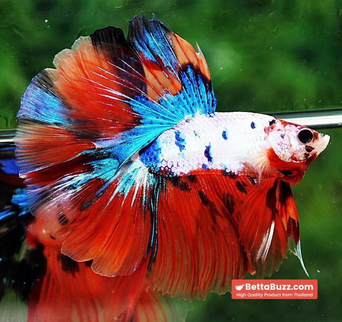 Betta fish OHM Emerald Candy Nemo Rosetail - Image 3