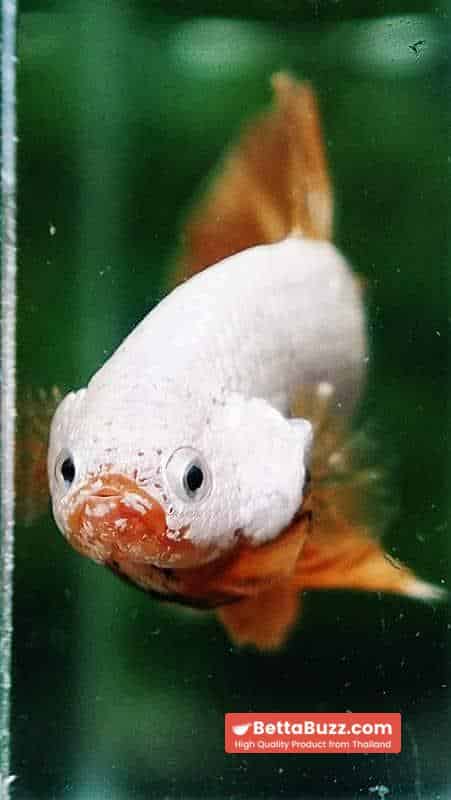 Betta fish HMPK Yellow Dragon - Image 6