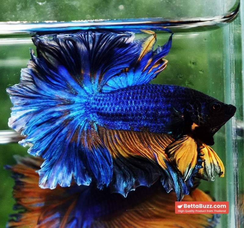 Betta fish OHM Blue Mustard Gas Sky Hawk Feather tail - Image 6