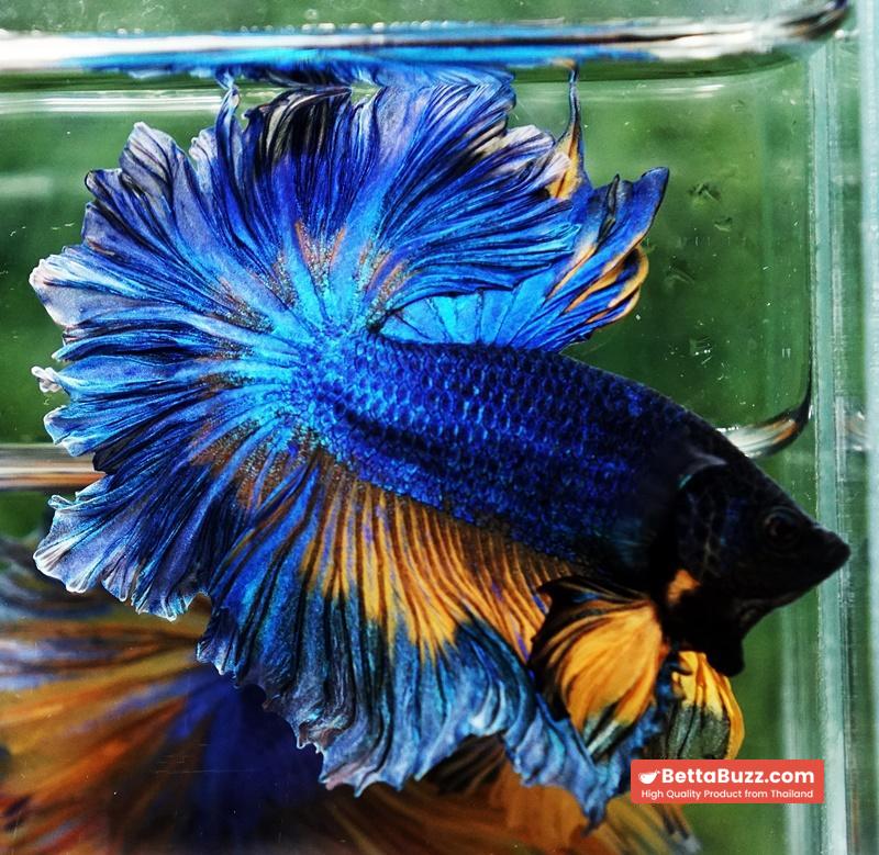 Betta fish OHM Blue Mustard Gas Sky Hawk Feather tail - Image 4