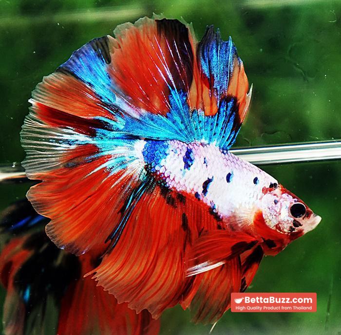 Betta fish OHM Emerald Candy Nemo Rosetail - Image 5