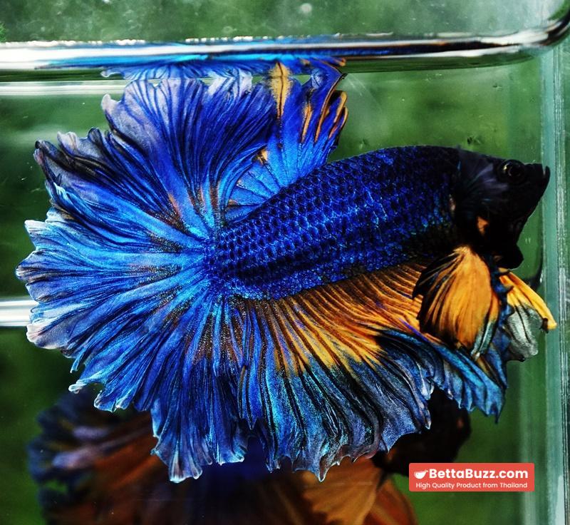 Betta fish OHM Blue Mustard Gas Sky Hawk Feather tail - Image 7
