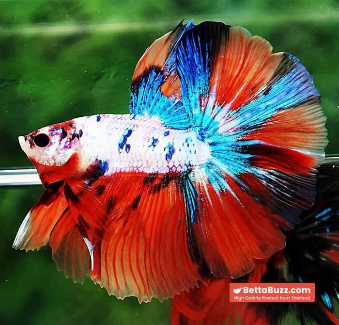 Betta fish OHM Emerald Candy Nemo Rosetail - Image 4