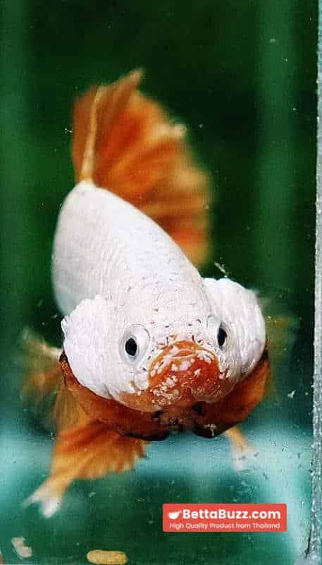 Betta fish HMPK Yellow Dragon - Image 7