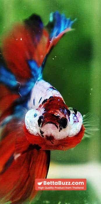 Betta fish OHM Emerald Candy Nemo Rosetail - Image 7