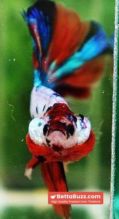 Betta fish OHM Emerald Candy Nemo Rosetail - Image 8