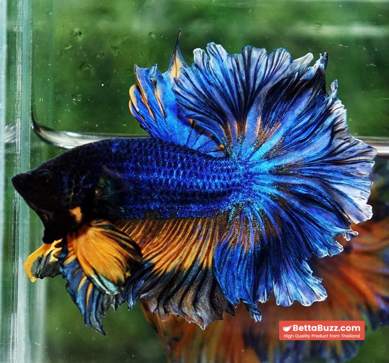 Betta fish OHM Blue Mustard Gas Sky Hawk Feather tail - Image 3