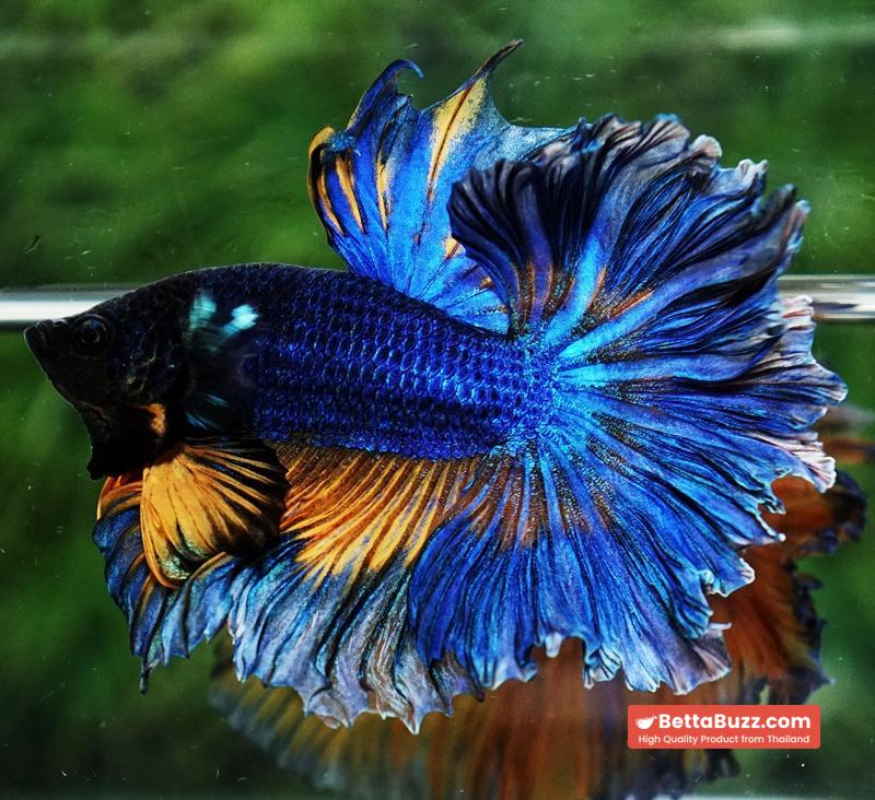 Betta fish OHM Blue Mustard Gas Sky Hawk Feather tail - Image 5