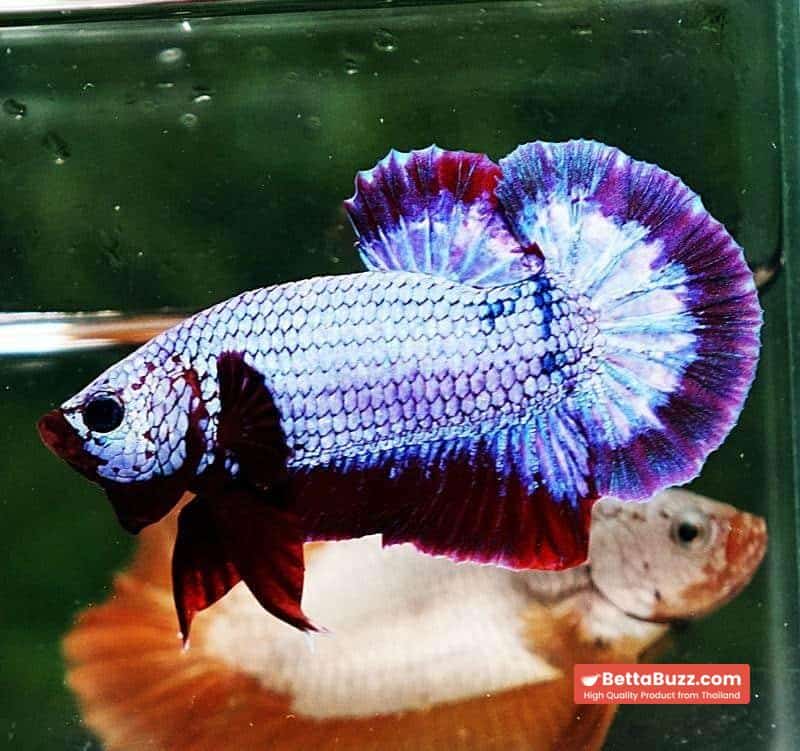 Betta fish HMPK Purple Rim - Image 2