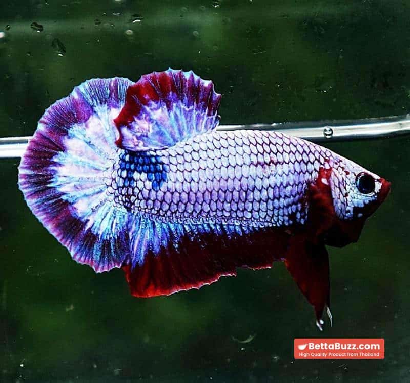 Betta fish HMPK Purple Rim - Image 5