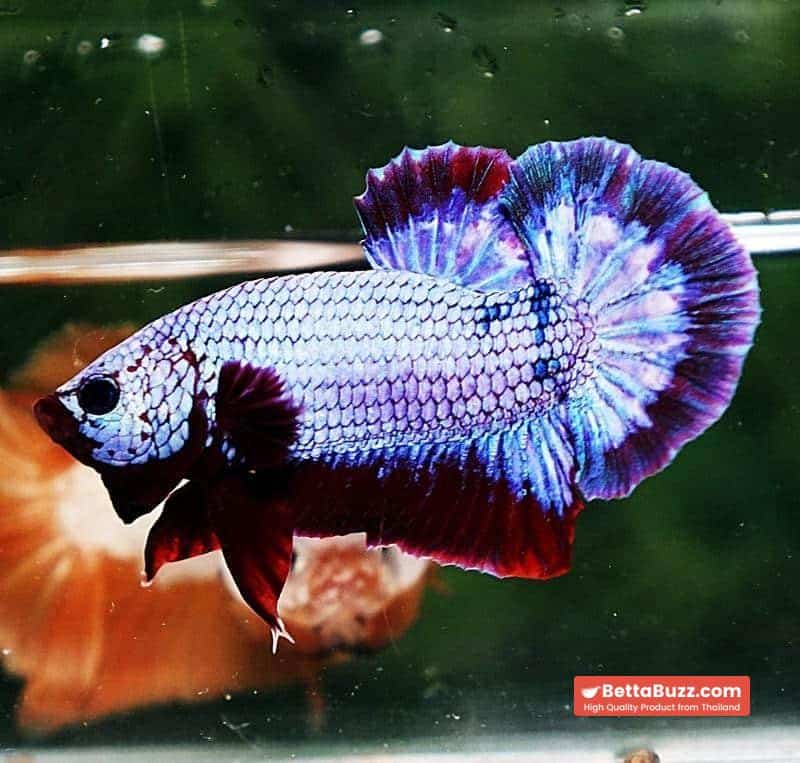 Betta fish HMPK Purple Rim - Image 4