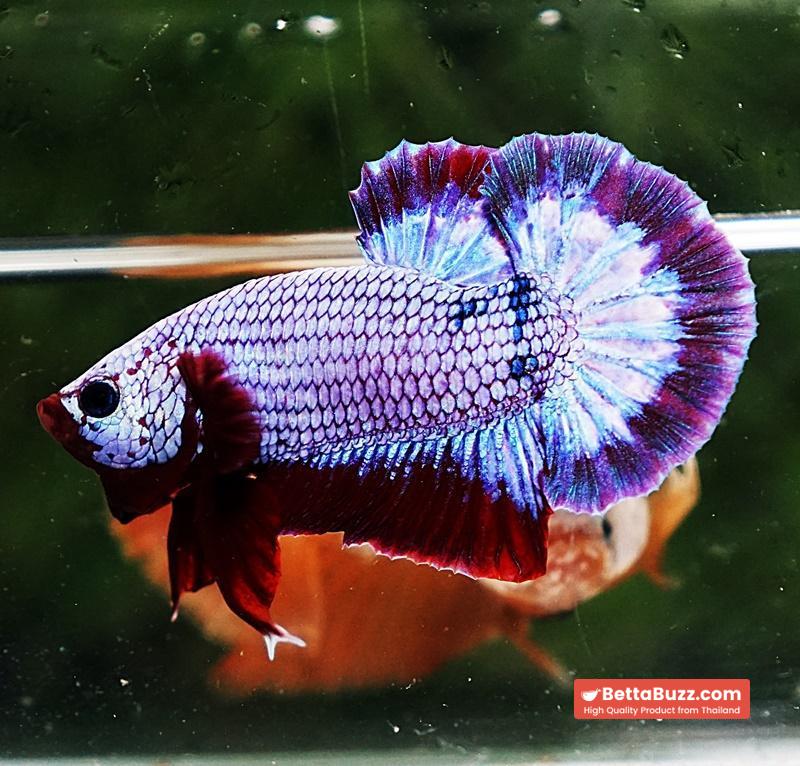 Betta fish HMPK Purple Rim - Image 6
