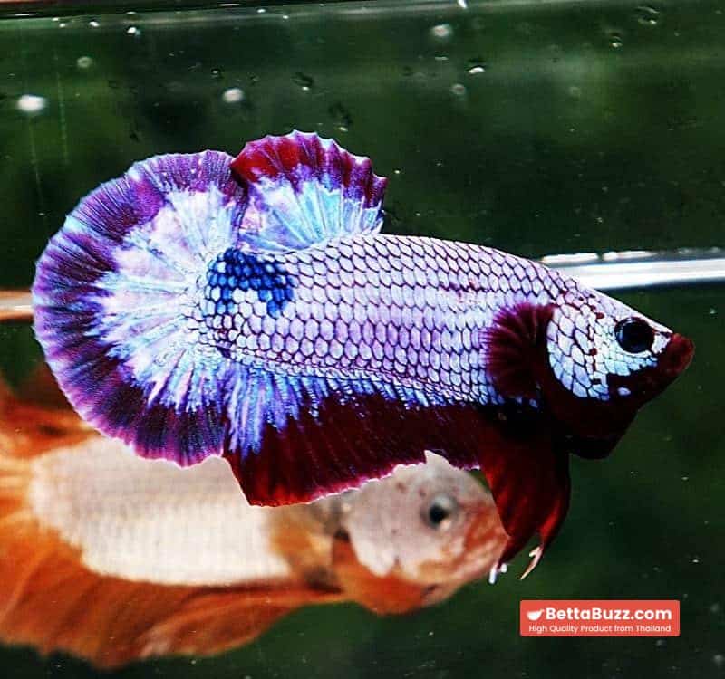 Betta fish HMPK Purple Rim - Image 3