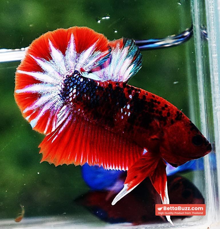 Betta fish HMPK Fancy Hell Boy - Image 4