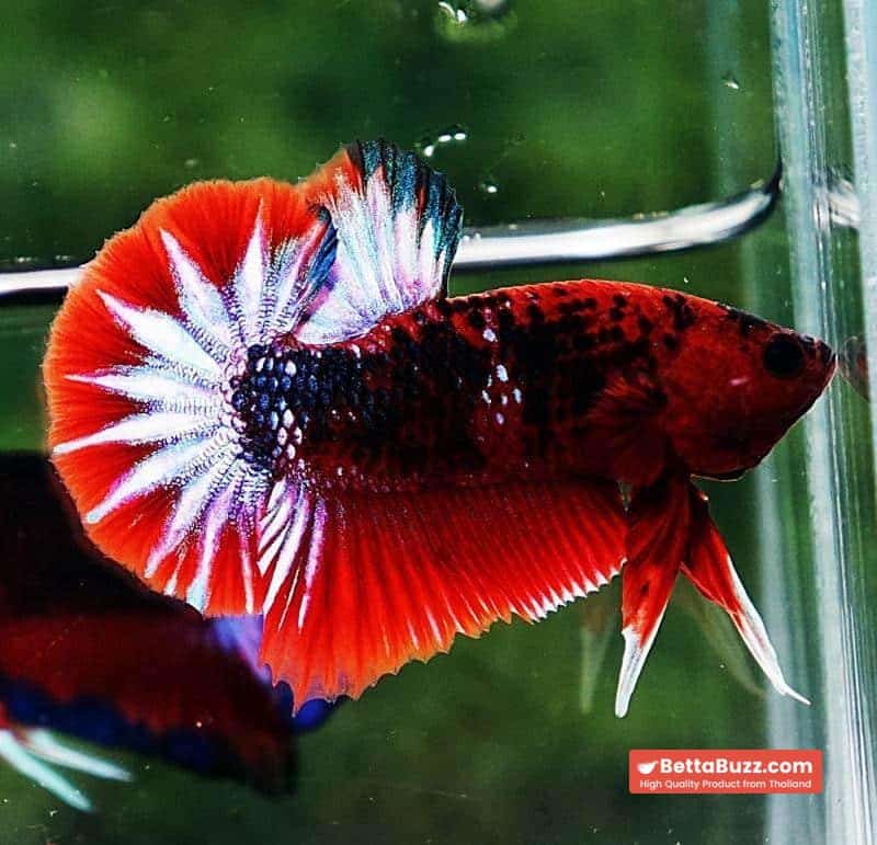Betta fish HMPK Fancy Hell Boy - Image 5