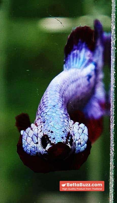 Betta fish HMPK Purple Rim - Image 7