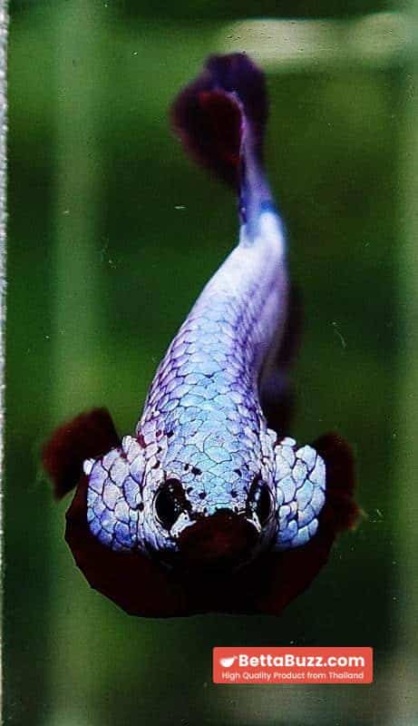 Betta fish HMPK Purple Rim - Image 8