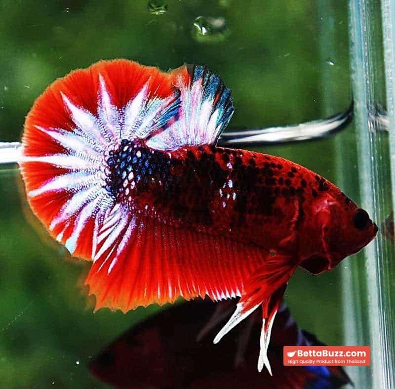 Betta fish HMPK Fancy Hell Boy - Image 2