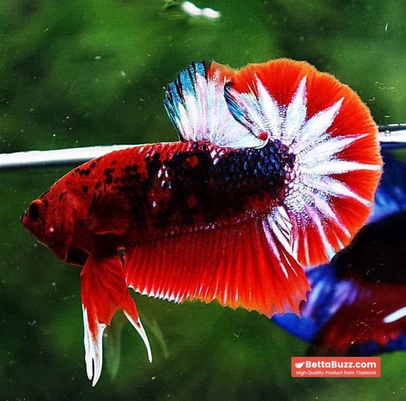 Betta fish HMPK Fancy Hell Boy - Image 3