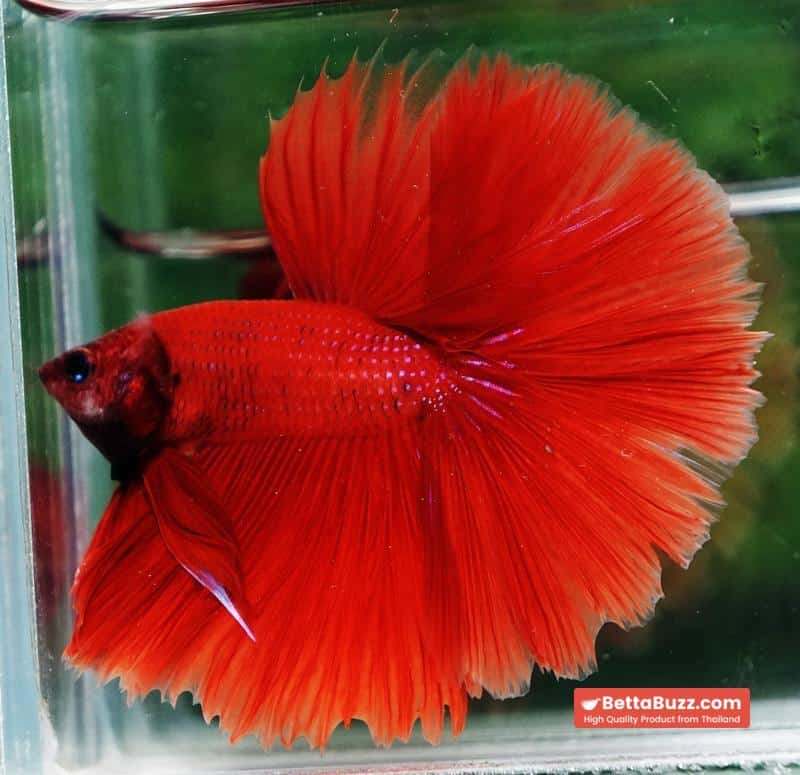 Betta fish HM Big Super Red - Image 4