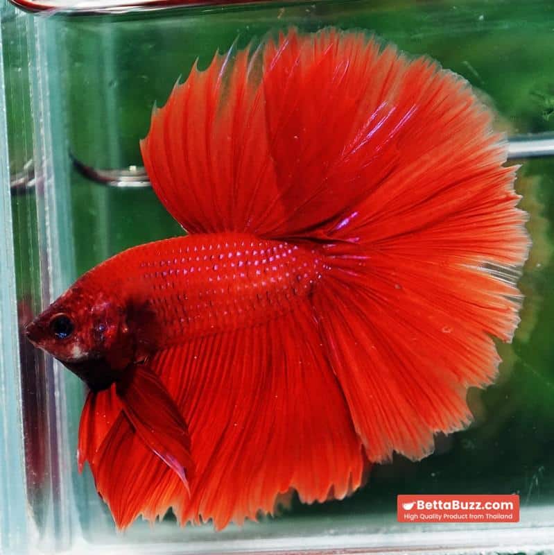 Betta fish HM Big Super Red - Image 6