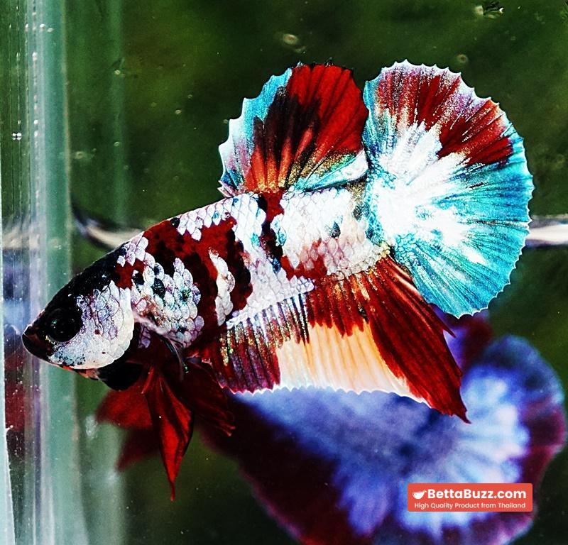 Betta fish PK Multicolor Candy Nemo - Image 4