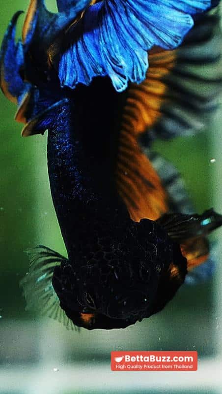 Betta fish OHM Blue Mustard Gas Sky Hawk Feather tail - Image 8
