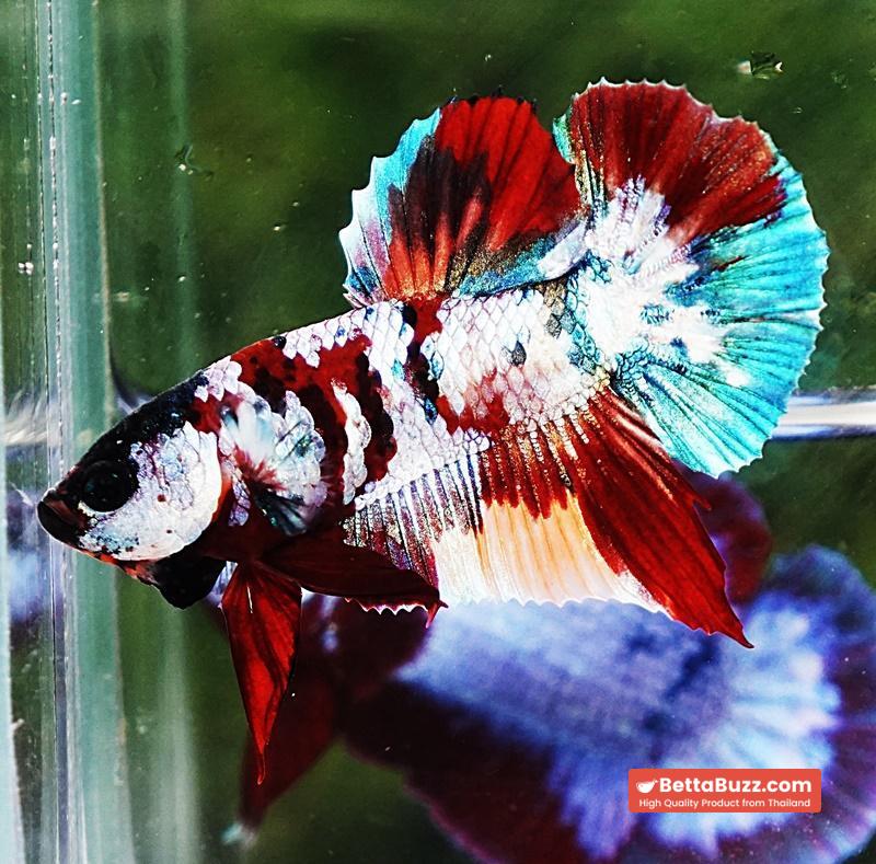 Betta fish PK Multicolor Candy Nemo - Image 2