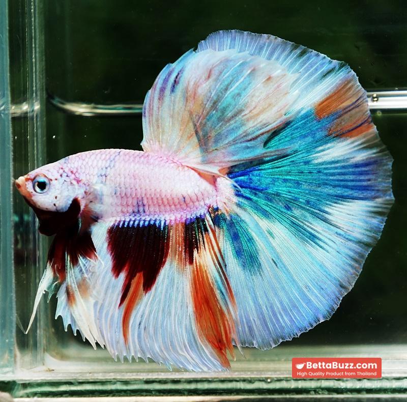 Betta fish OHM Rainbow Candy Marble - Image 4