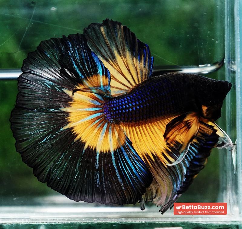 Betta fish Big Black Pumpkin Butterfly OHM - Image 2