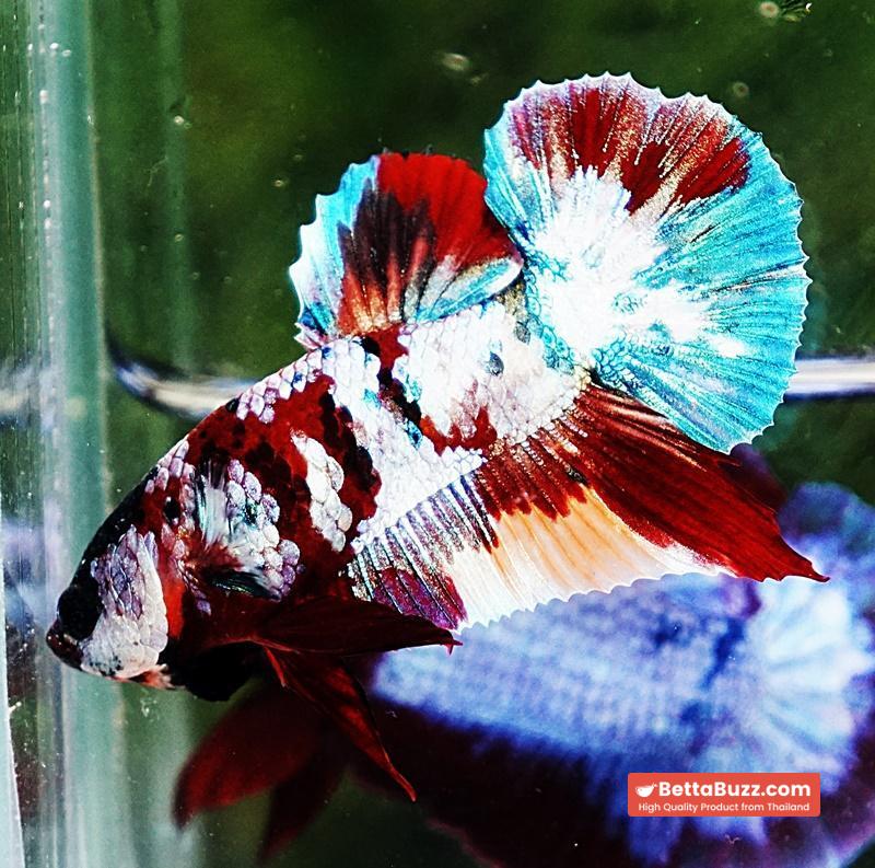 Betta fish PK Multicolor Candy Nemo - Image 6