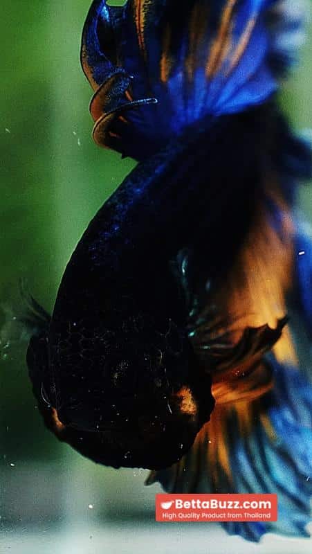 Betta fish OHM Blue Mustard Gas Sky Hawk Feather tail - Image 9