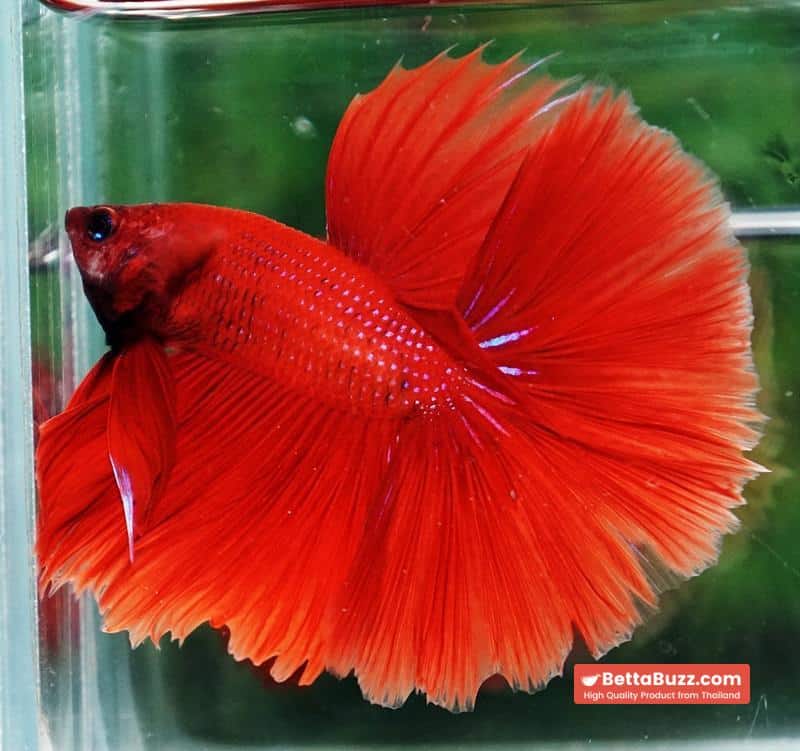 Betta fish HM Big Super Red - Image 2