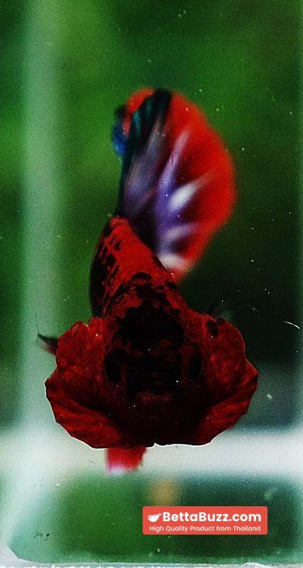 Betta fish HMPK Fancy Hell Boy - Image 6