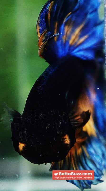 Betta fish OHM Blue Mustard Gas Sky Hawk Feather tail - Image 10