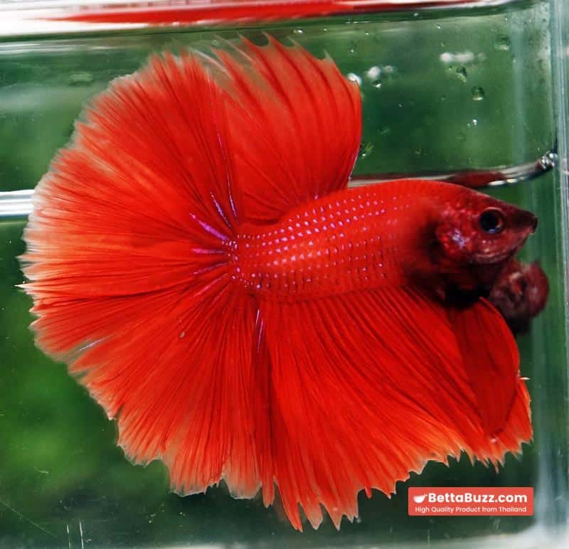 Betta fish HM Big Super Red - Image 5