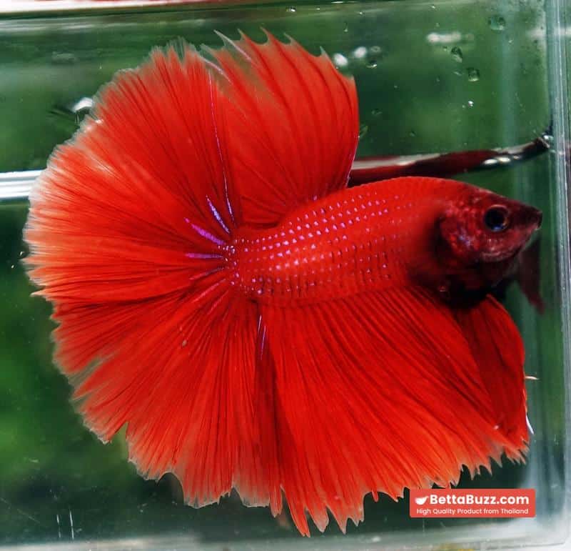 Betta fish HM Big Super Red - Image 3