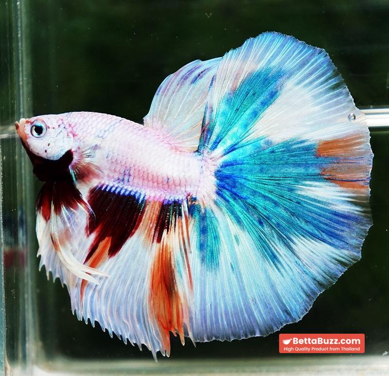 Betta fish OHM Rainbow Candy Marble - Image 2