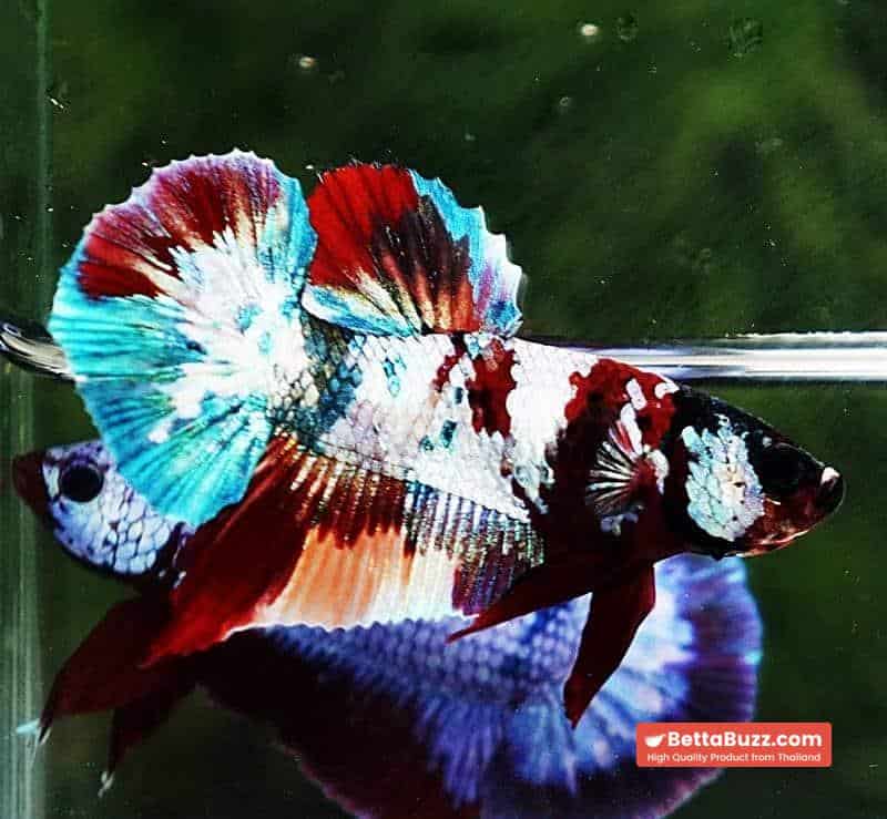 Betta fish PK Multicolor Candy Nemo - Image 3